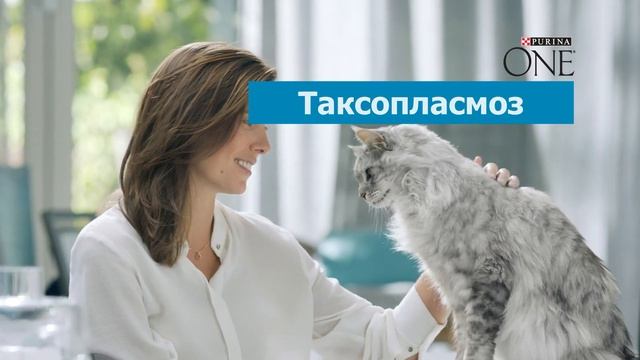 Переозвучка рекламы про кошек