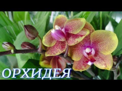 №829/ СОРТОВЫЕ орхидеи в маг. ОРХИДЕЯ.
