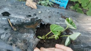 Клубника не дала усы.Что делать?