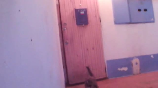 Кошка КОТ ЗВОНИТ в звонок | приколы и коты