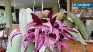 Cattleya schilleriana e seu esplendor