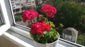 Пеларгония Fee Cerize Polina?❤?