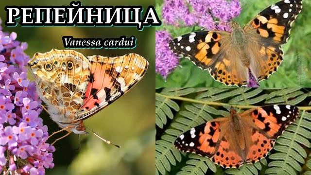 ВАНЕССЫ - Адмиралы полей смотреть онлайн