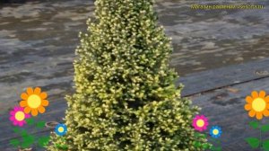 Ель обыкновенная Сан он де Скай. Краткий обзор, описание характеристик picea abies Sun on the Sky