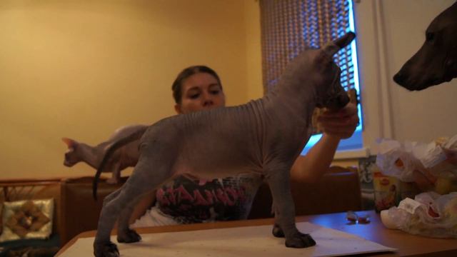 Айриш Хеппи