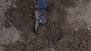 Как правильно посадить ель \\ Время сажать