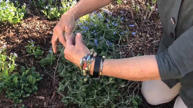 Spring Time Catmint Protection смотреть онлайн