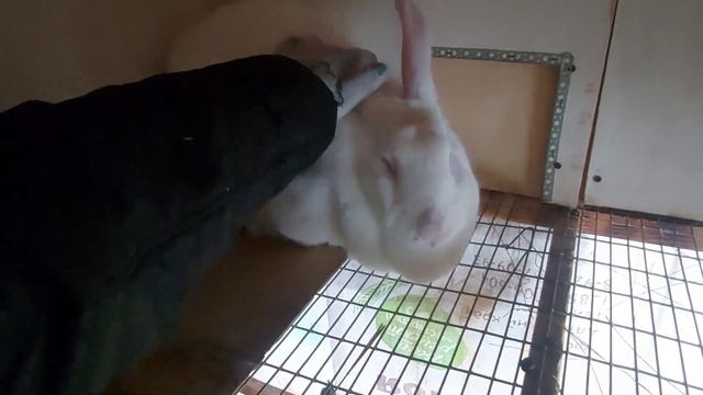 Кролики. Обзор крольчихи Белые Великаны и помесная от Фландра. Поилки с подогревом замёрзли. смотреть онлайн