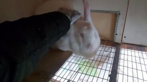 Кролики. Обзор крольчихи Белые Великаны и помесная от Фландра. Поилки с подогревом замёрзли.