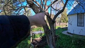 Успешно избавляюсь от парши на грушах и яблонях и помогает мне бордосская смесь