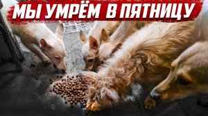 В пятницу собак усыпят... | Бугуруслан, Оренбургская обл.