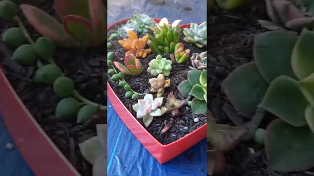 Succulent love 💕 смотреть онлайн