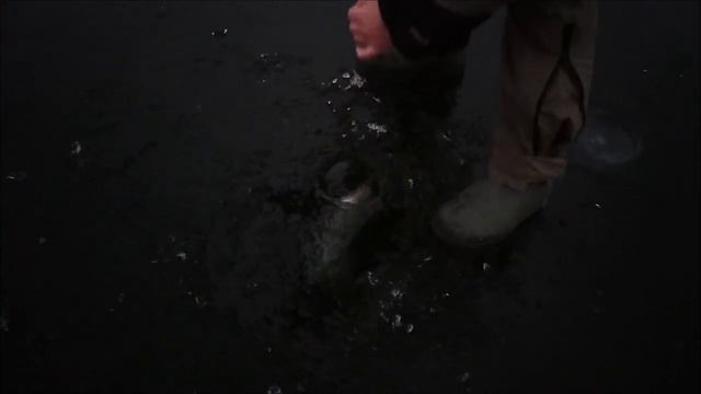 Клевое место д.Савельево.Поимки форели на пасту до запуска с третьего сектора. смотреть онлайн