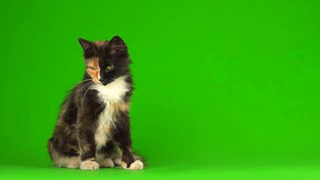 Трёхцветка Для свободного пользования