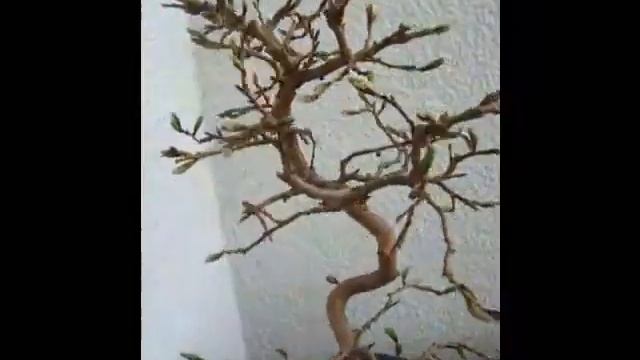 Bonsai Koreanische Hainbuche Carpinus turczaninovii 02 смотреть онлайн