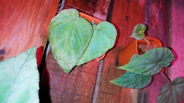 Begonia Pavonina : Begonias Of Peninsular Malaysia. смотреть онлайн
