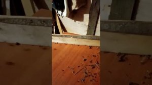 Катаем клюкву