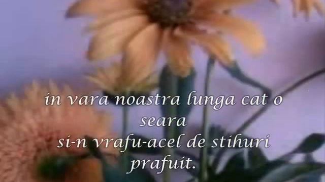 Te-as aseza in gandul unei frunze... смотреть онлайн