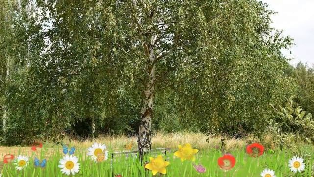 Береза повислая Бибор ? Обзор: посадка и уход. крупномеры березы Бибор: описание и особенности смотреть онлайн