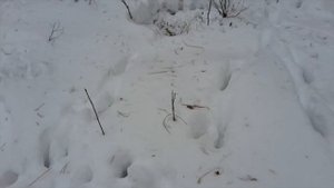 Чем можно подкармливать лосей и косуль зимой ? Семья косуль весной