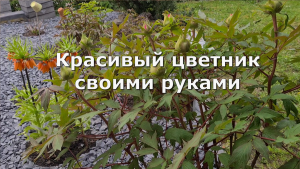 Красивый цветник своими руками. Весна,ожидание и реальность,  расцвёл цветок  Фритиллярия - Fritilla