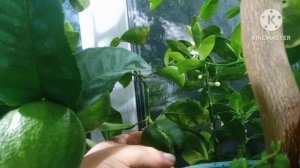 Вечерний обход балкона с цитрусовыми в сентябре. Особенности ухода осенью: полив, свет, осмокот.