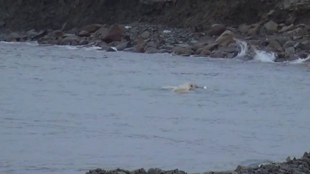 Северный ледовитый смотреть онлайн