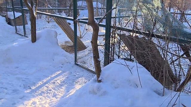 Возвращение к усатым зайцам и снежному оленю смотреть онлайн