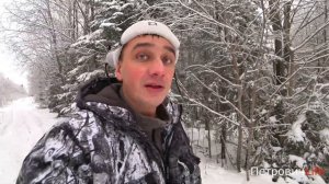 Лайка и Волкособ. Прогулки под болтовню. Притравка по Медведю, как это делали 100 лет назад 1 часть