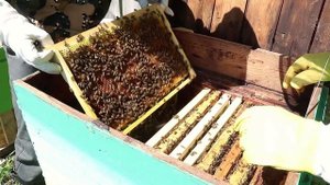 ПРЕВРАЩАЕМ ОДИН УЛЕЙ В ПАСЕКУ!