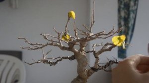 Зимовка для БОНСАЙ, формирование и уход за грунтом и мхом [Свободный разговор]