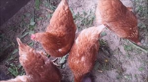 Кормушка для кур своими руками, наши курочки