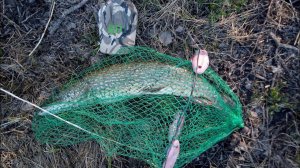 Щука на кружки и жерлицы #4