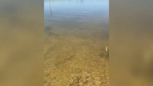 Результат внесения хлореллы в Пруд с мальком карпа площадью 1 Га.