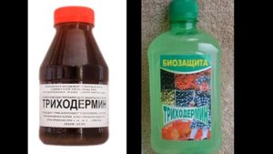 Арбуз Мелина дыня Мазин .Профилактика грибковых и бактериальных болезней