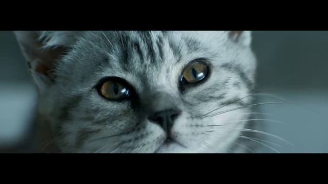 WHISKAS® Rain