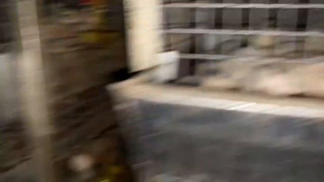 Шок!!! Крысы совершают набеги в перепелятник. Оставляем Белый Гигант и Техасский Бройлерный перепел