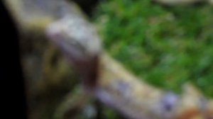 Пятнистый эублефар смотрит с нами СЕРИАЛ.