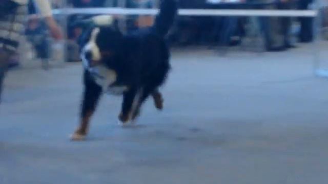 Молдова Македония 03.12.11 Стефанеску САС!В сравнение 1 смотреть онлайн