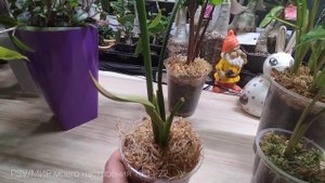 19.11.22 Сингониумы полив для профилактики раствором Флорабиса