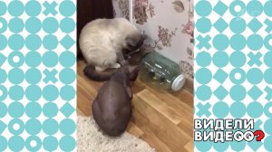 Кот, который не ловит мышей. Видели видео? Фрагмент выпуска от 10.05.2022