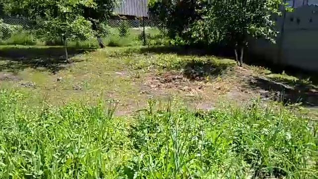 Приехал в Беларусь! Показываю огород! смотреть онлайн