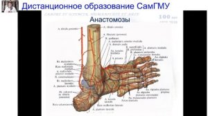 Кровоснабжение и иннервация нижней конечности