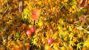 Заповедник "Денежкин камень", видовой ролик