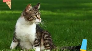 Кошка беспородная!