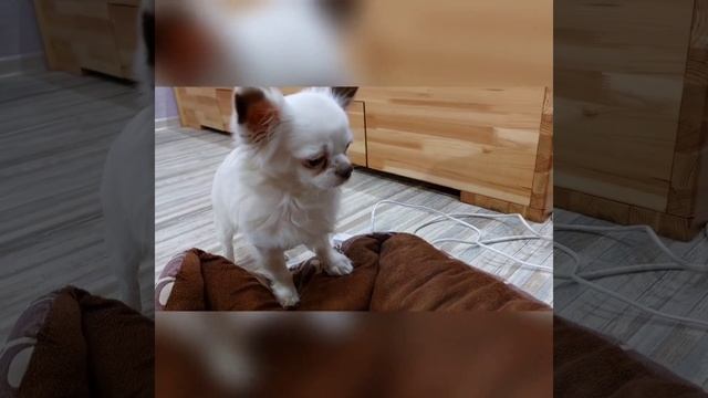 как это было, полностью роды ЛаВанды,кто же у нас родился,кто помогал, питомник чихуахуа Кастропуло смотреть онлайн