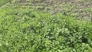 Какой медонос нужно сеять пчелам фацелия/honey plant.фацелия
