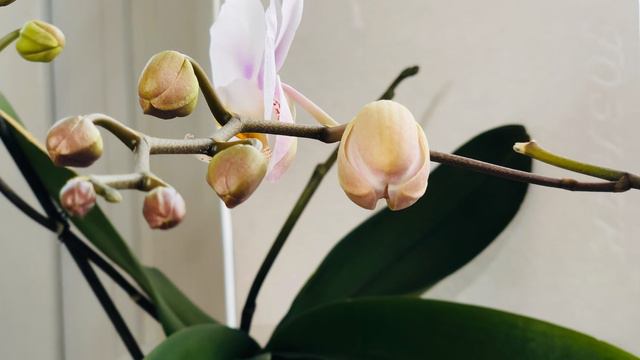 Живая орхидея...