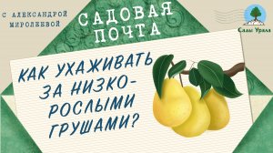 Садовая почта: Как ухаживать за низкорослыми грушами. Выпуск 5