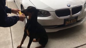 Doberman eating corn